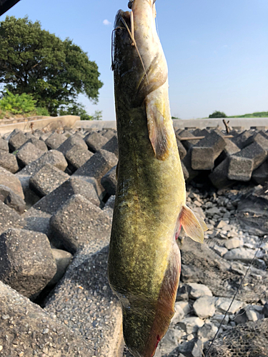 ナマズの釣果