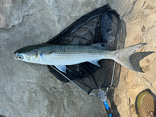 ボラの釣果