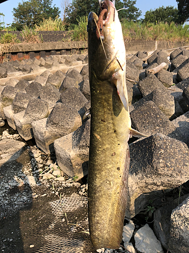 ナマズの釣果