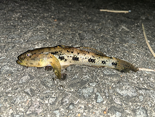 ウロハゼの釣果