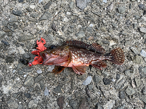 カサゴの釣果