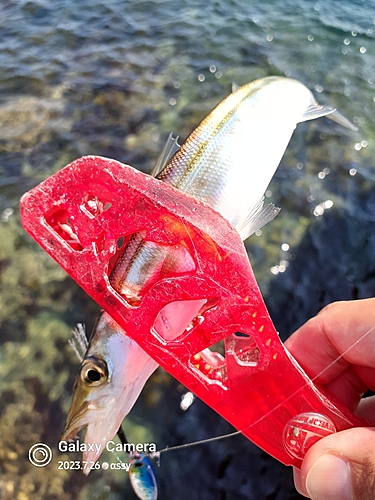 ヤマトカマスの釣果