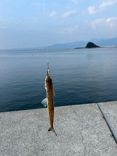 エソの釣果