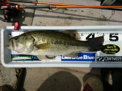 ブラックバスの釣果