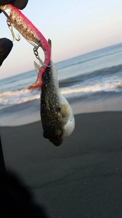 クサフグの釣果