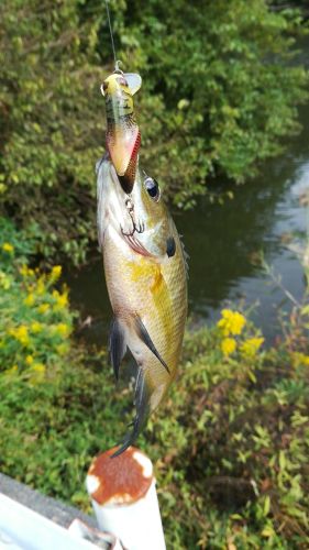 ブルーギルの釣果