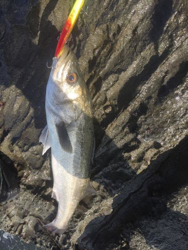 スズキの釣果