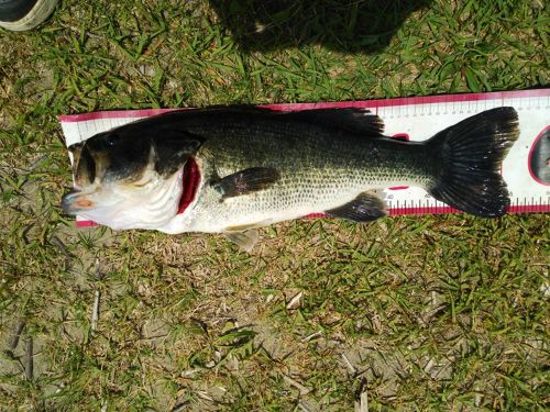 ブラックバスの釣果