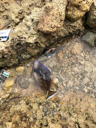 モンガラカワハギの釣果