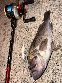 クロソイの釣果