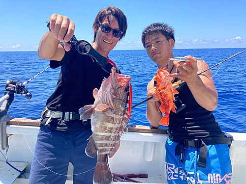 マハタの釣果