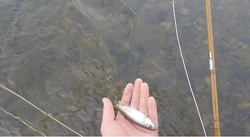 オイカワの釣果