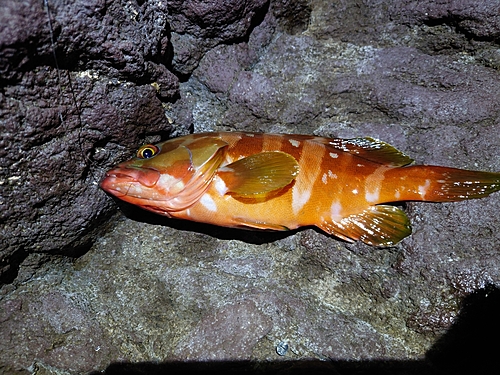 アカハタの釣果