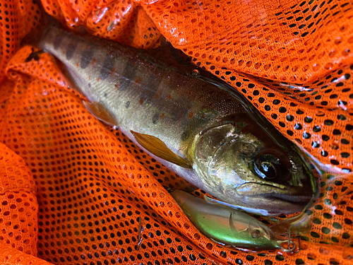 アマゴの釣果