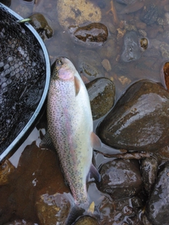 ニジマスの釣果