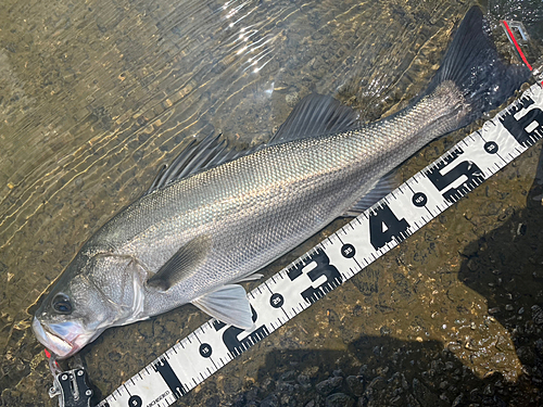 シーバスの釣果