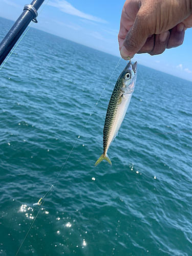 サバの釣果