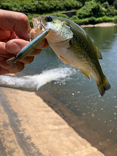 ラージマウスバスの釣果