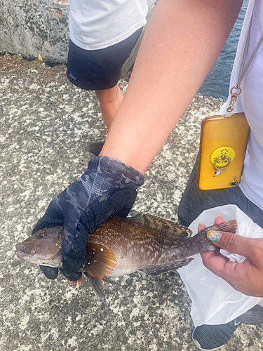 アイナメの釣果