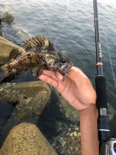 ムラソイの釣果