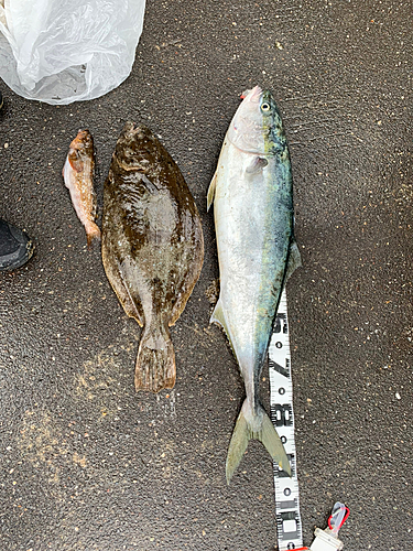 ブリの釣果