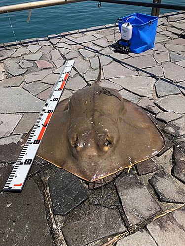 アカエイの釣果