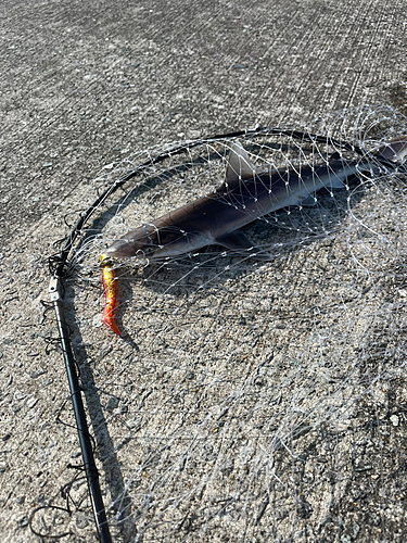 ドチザメの釣果