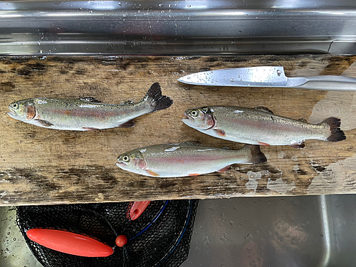 ニジマスの釣果