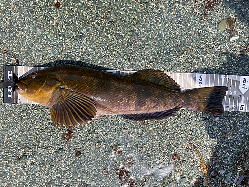 アイナメの釣果