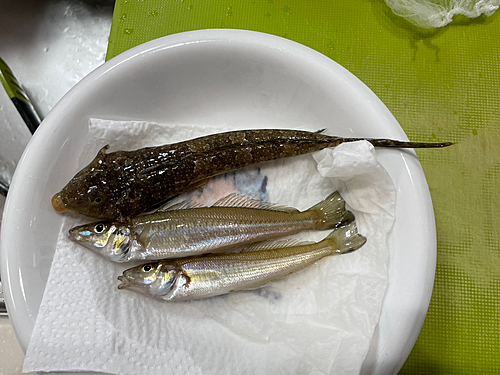 メゴチの釣果