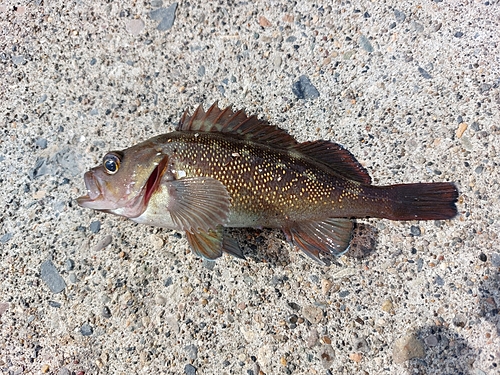 メバルの釣果