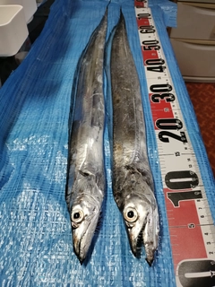 タチウオの釣果