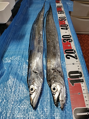 タチウオの釣果