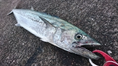 サワラの釣果