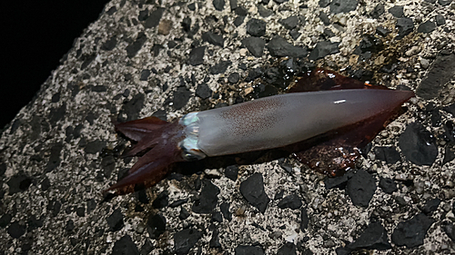 ケンサキイカの釣果