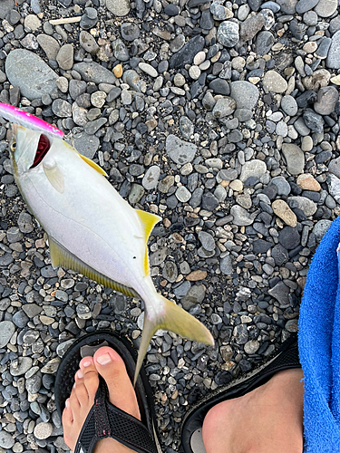 ショゴの釣果