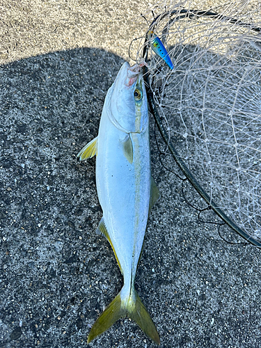 ツバスの釣果