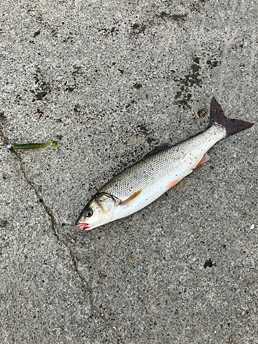 ウグイの釣果