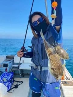 ショウサイフグの釣果