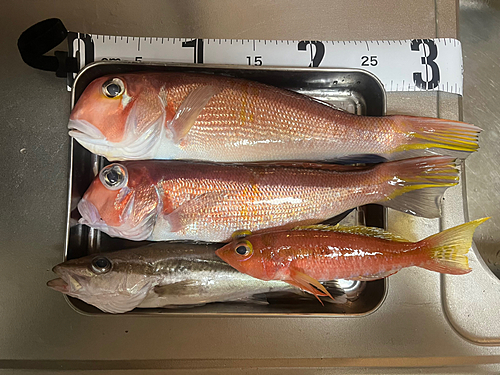 アマダイの釣果