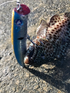 カンモンハタの釣果