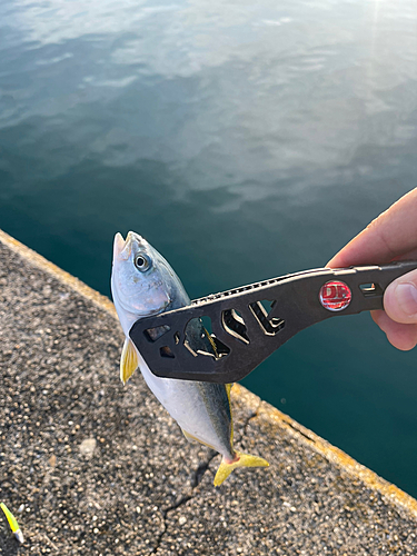 ツバスの釣果