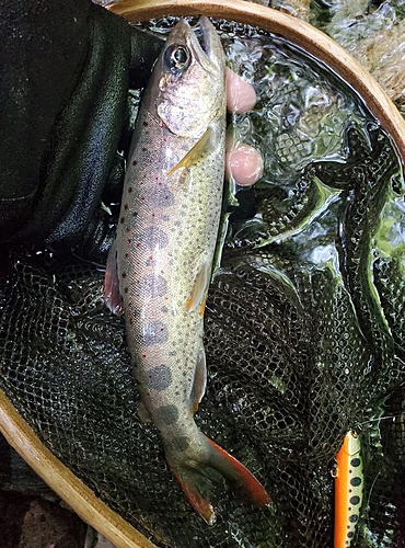 アマゴの釣果