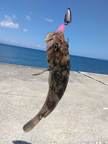 クロソイの釣果