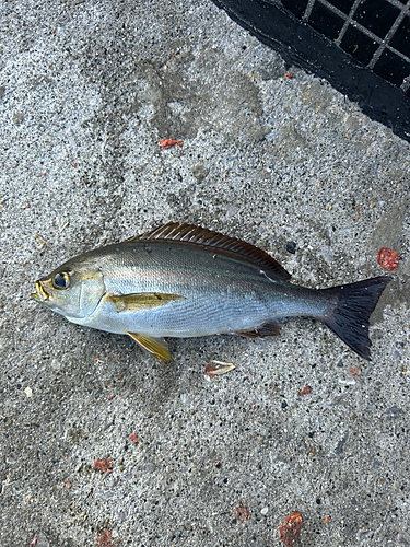 イサキの釣果