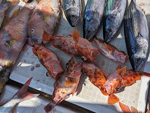 アラカブの釣果