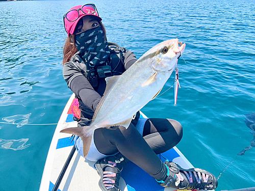 カンパチの釣果