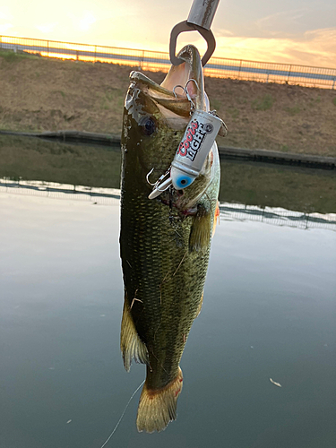 ブラックバスの釣果