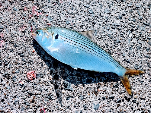 コノシロの釣果