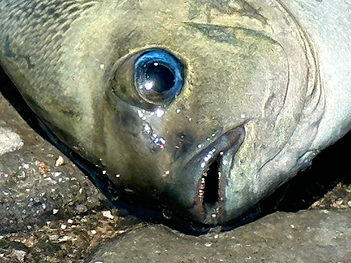 グレの釣果